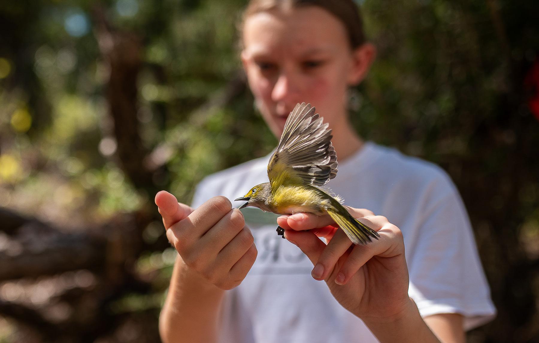 Newly tagged during a public banding event at Fort Morgan in Baldwin County, Alabama, a white-eyed vireo impatiently awaits release to continue its fall migration. 